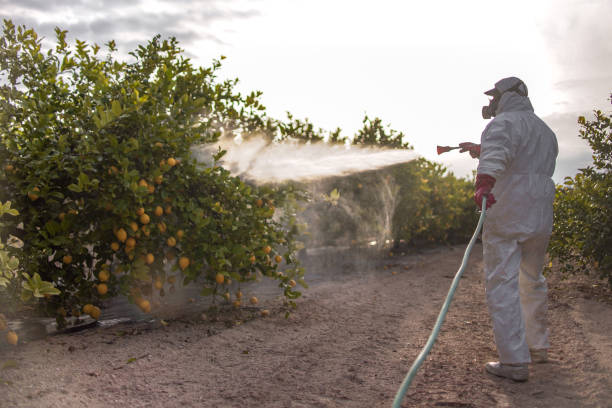 Best Bed Bug Extermination  in Lake Mary Jane, FL